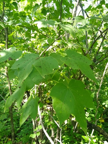 Jatropha malacophylla, photograph 2