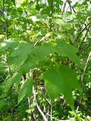 Jatropha malacophylla, photograph (c) Adrian Bojorquez, some rights reserved (CC BY-SA)