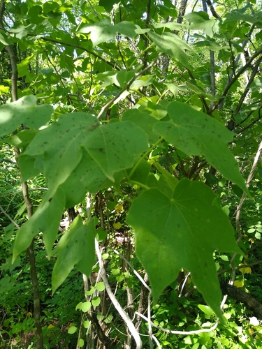 Jatropha malacophylla, photograph 4
