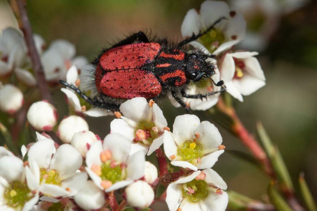Anisonyx ignitus