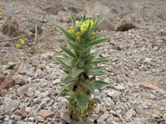 Mohavea breviflora