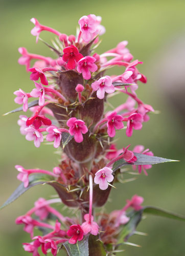 Morina longifolia, photograph 3