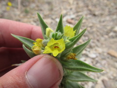 Mohavea breviflora