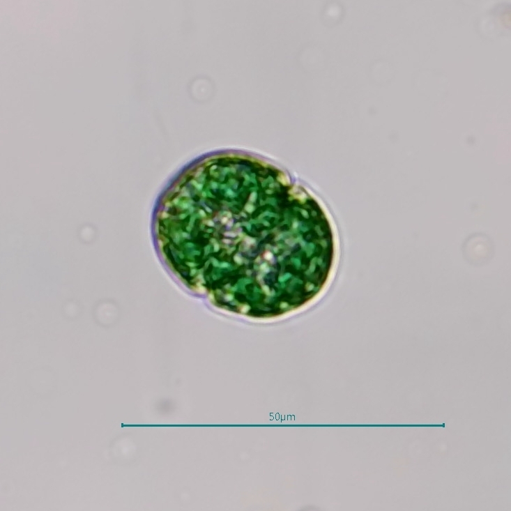 Nusuttodinium