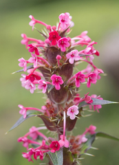 Morina longifolia, photograph (c) Morten Ross, some rights reserved (CC BY)
