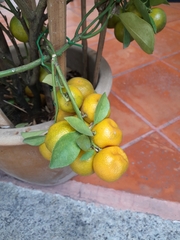 Citrus × latifolia