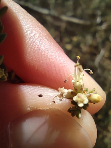 Image of Macrostylis crassifolia by (c) Seth Musker, some rights reserved (CC BY)
