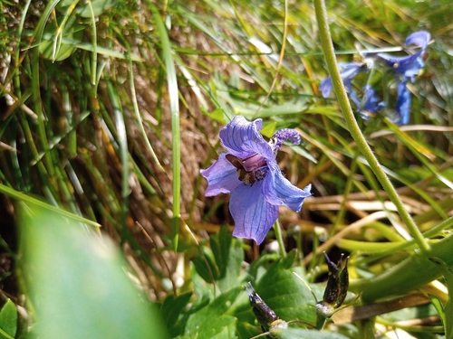 stračia nôžka vysoká (Delphinium elatum)