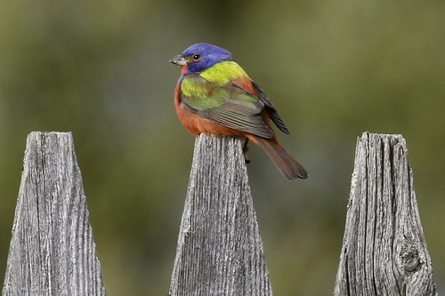 Painted Bunting (Passerina ciris), a lookalike recorded in Florida