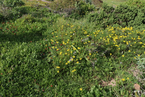 Image of Senecio aloides by (c) Tony Rebelo, some rights reserved (CC BY-SA)