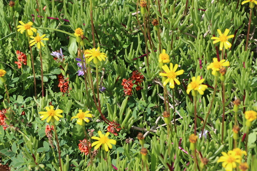 Image of Senecio aloides by (c) Tony Rebelo, some rights reserved (CC BY-SA)