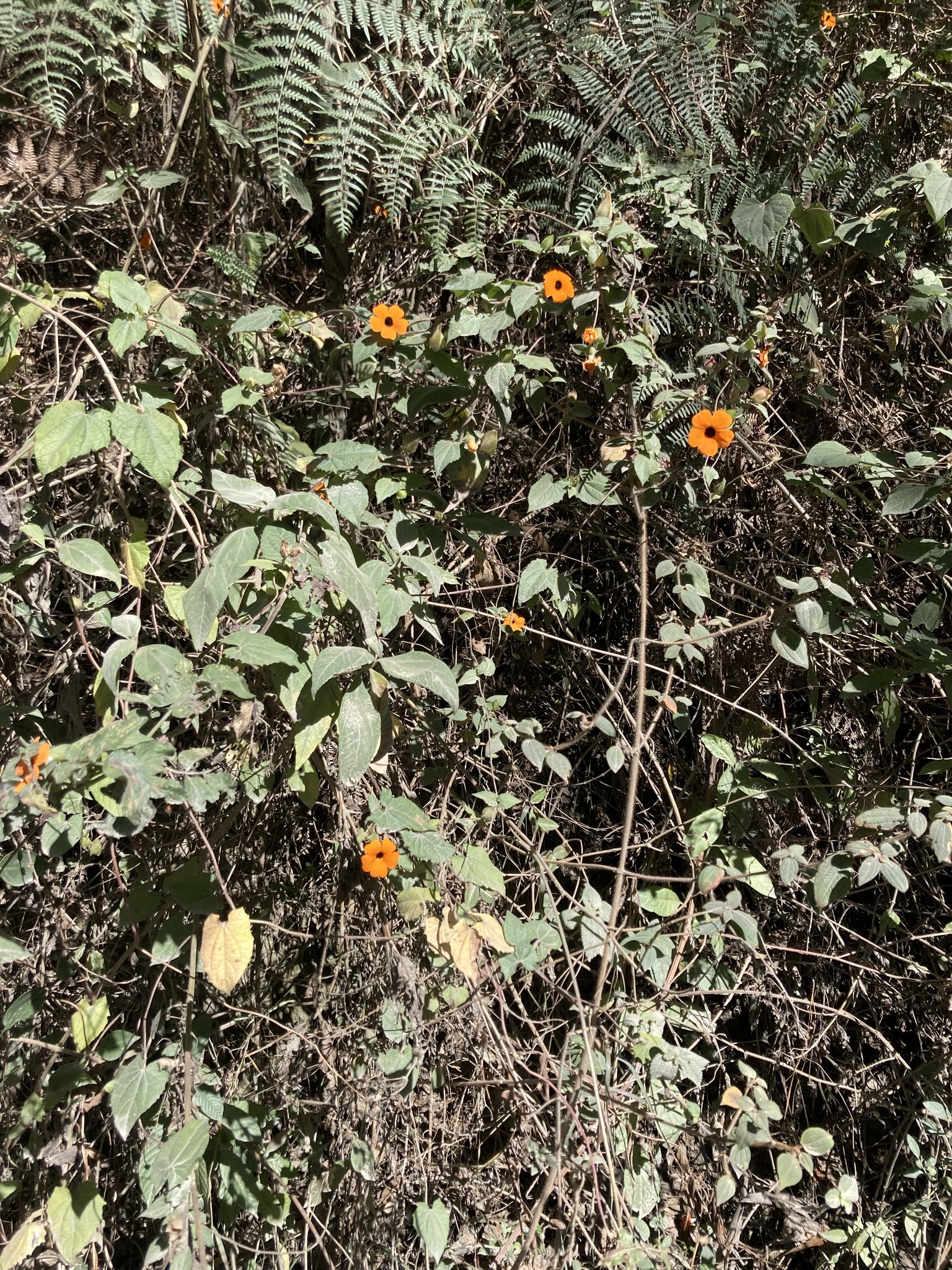 Thunbergia image