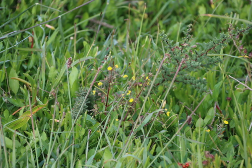 Image of Hemimeris racemosa by (c) Tony Rebelo, some rights reserved (CC BY-SA)