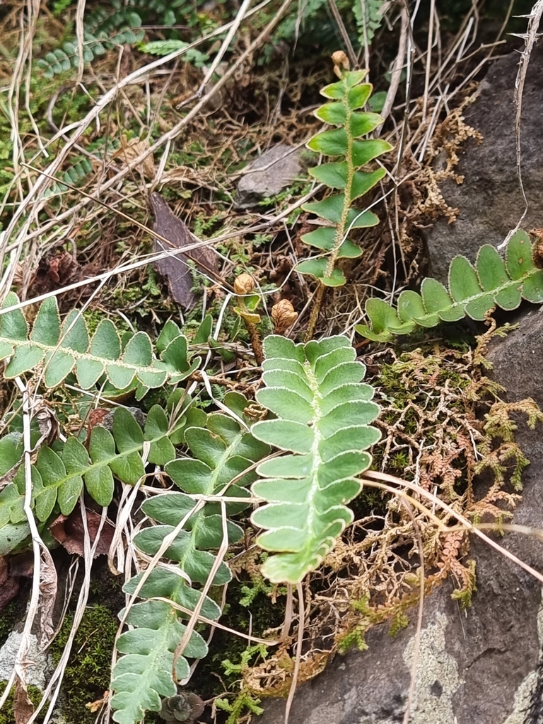 Asplenium lolegnamense (Asplenium lolegnamense)