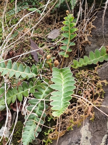 Image of Asplenium lolegnamense by (c) Vítor Jorge, some rights reserved (CC BY)