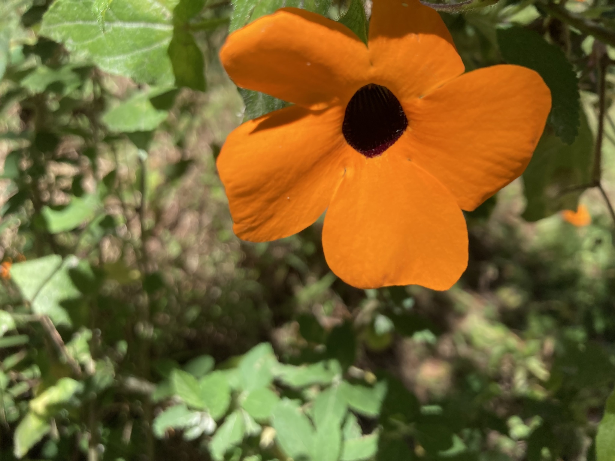 Acanthaceae image