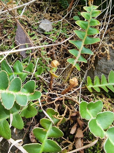 Image of Asplenium lolegnamense by (c) Vítor Jorge, some rights reserved (CC BY)