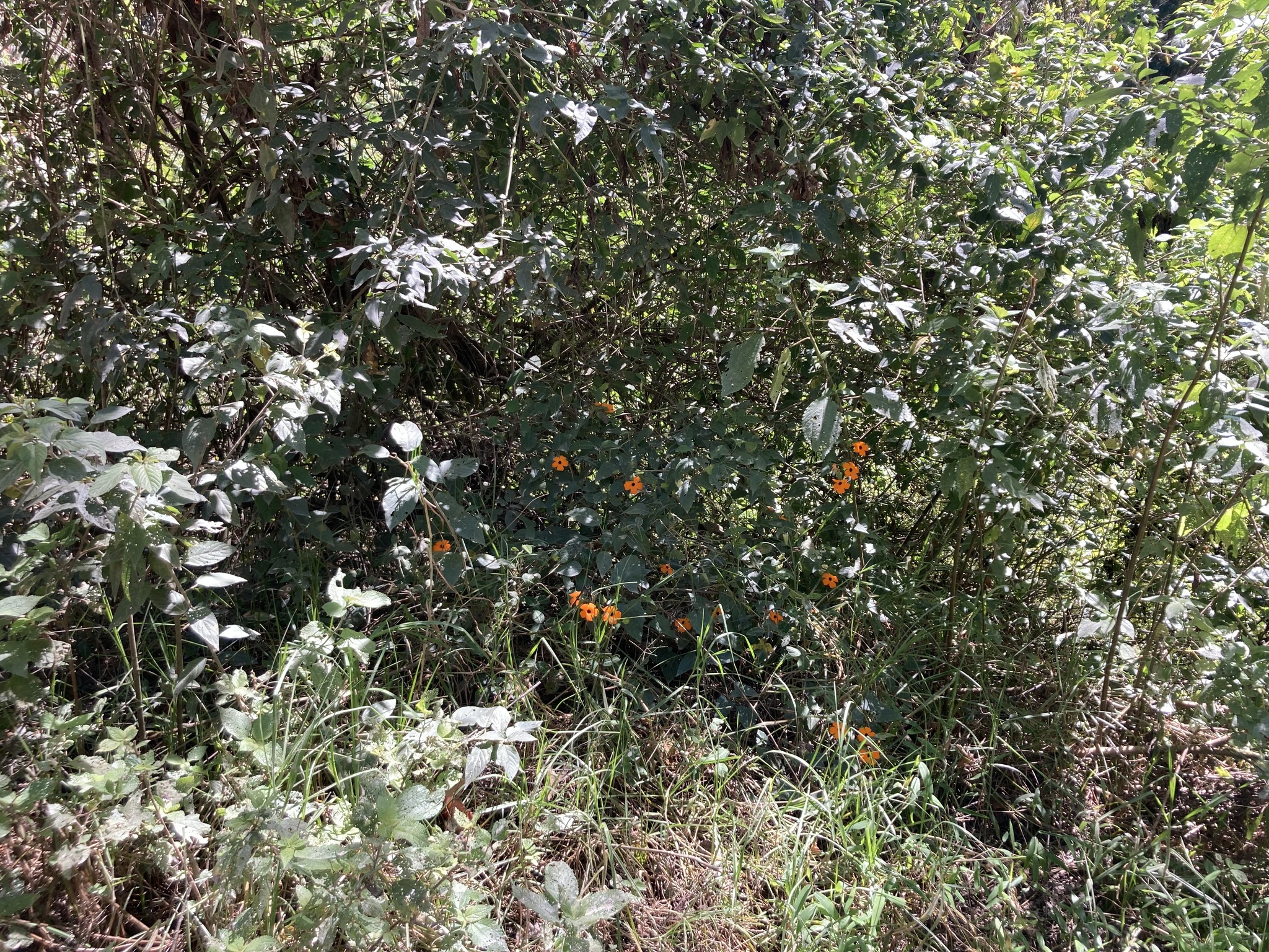 Thunbergia image