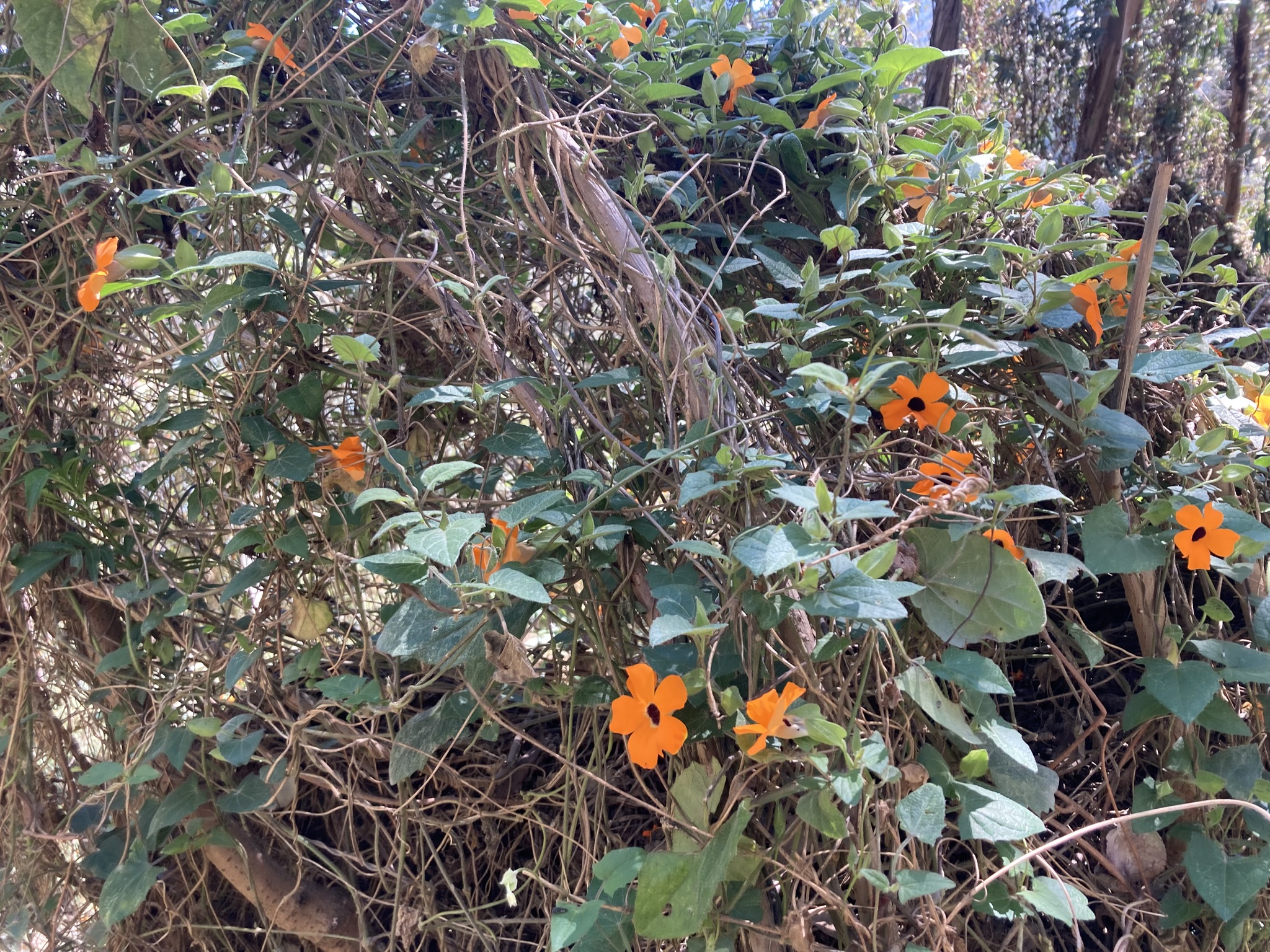 Thunbergia alata image