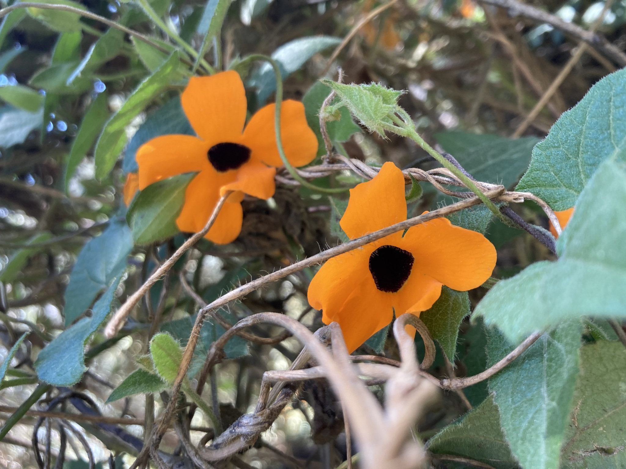 Thunbergia image