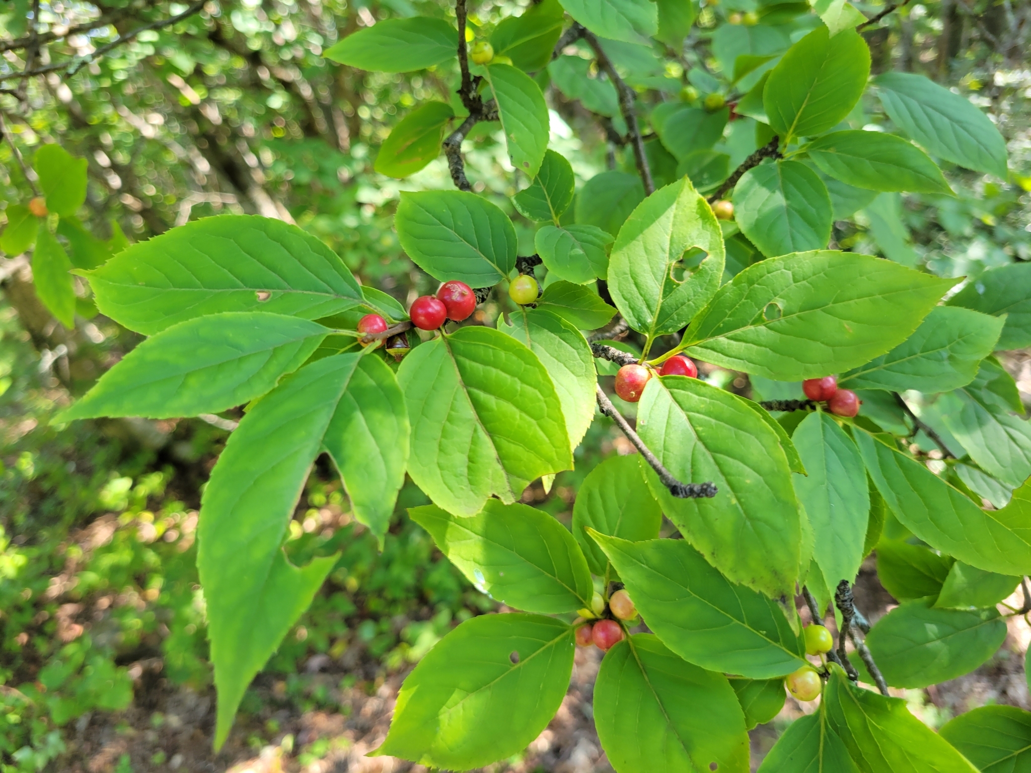 Ilex montana