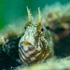 Tentacled Blenny photo 3