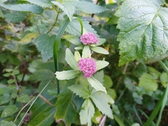 Hylotelephium vulgare, photograph Michal Honskus, CC BY, iNaturalist via GBIF