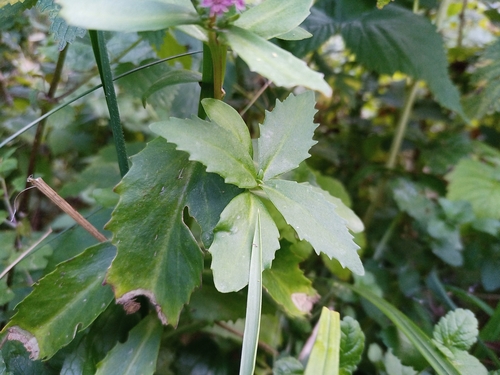 Hylotelephium vulgare, photograph 6