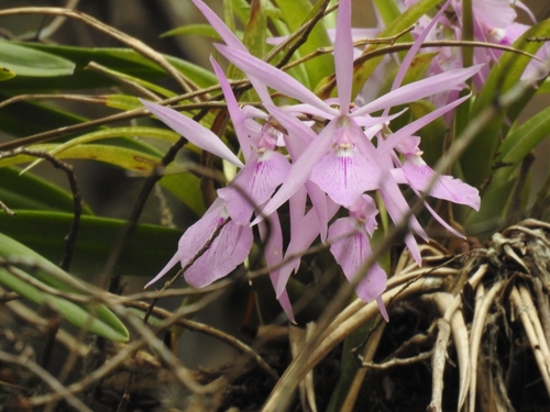 Encyclia adenocaula, photograph 3