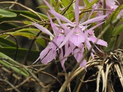 Encyclia adenocaula, photograph (c) Sandino Guerrero, some rights reserved (CC BY)