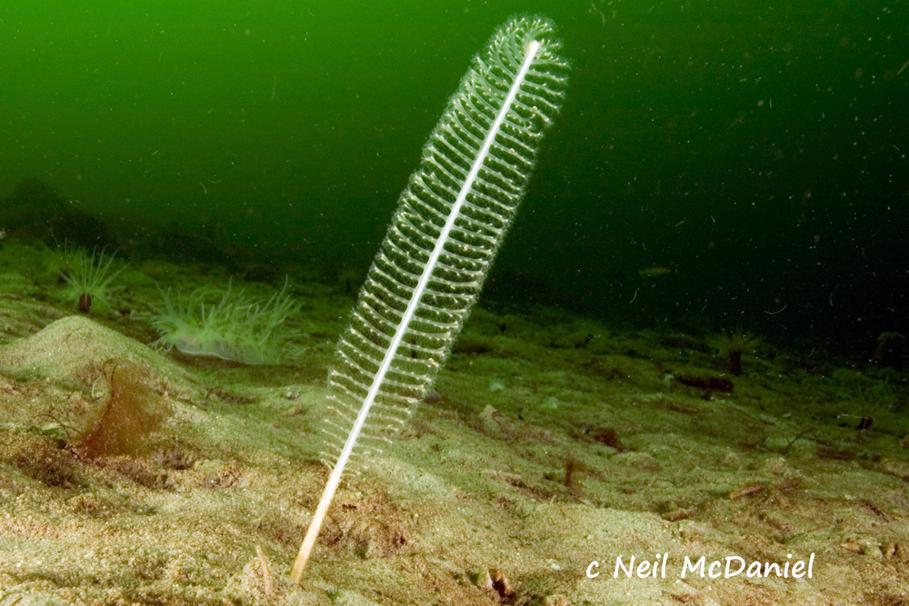 Virgularia bromleyi