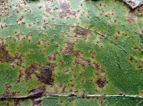 Puccinia lapsanae image
