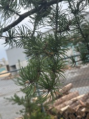 Pinus banksiana image