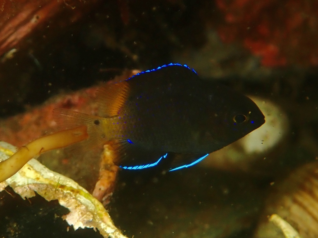 Photo of Bicolor damselfish (Stegastes partitus)