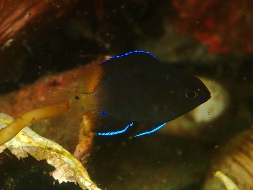 Bicolor damselfish (Stegastes partitus) — Pomacentridae