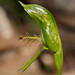Pterostylis foliacea - Photo (c) Ellura Sanctuary, some rights reserved (CC BY-NC), uploaded by Ellura Sanctuary