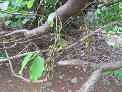 Mucuna sempervirens