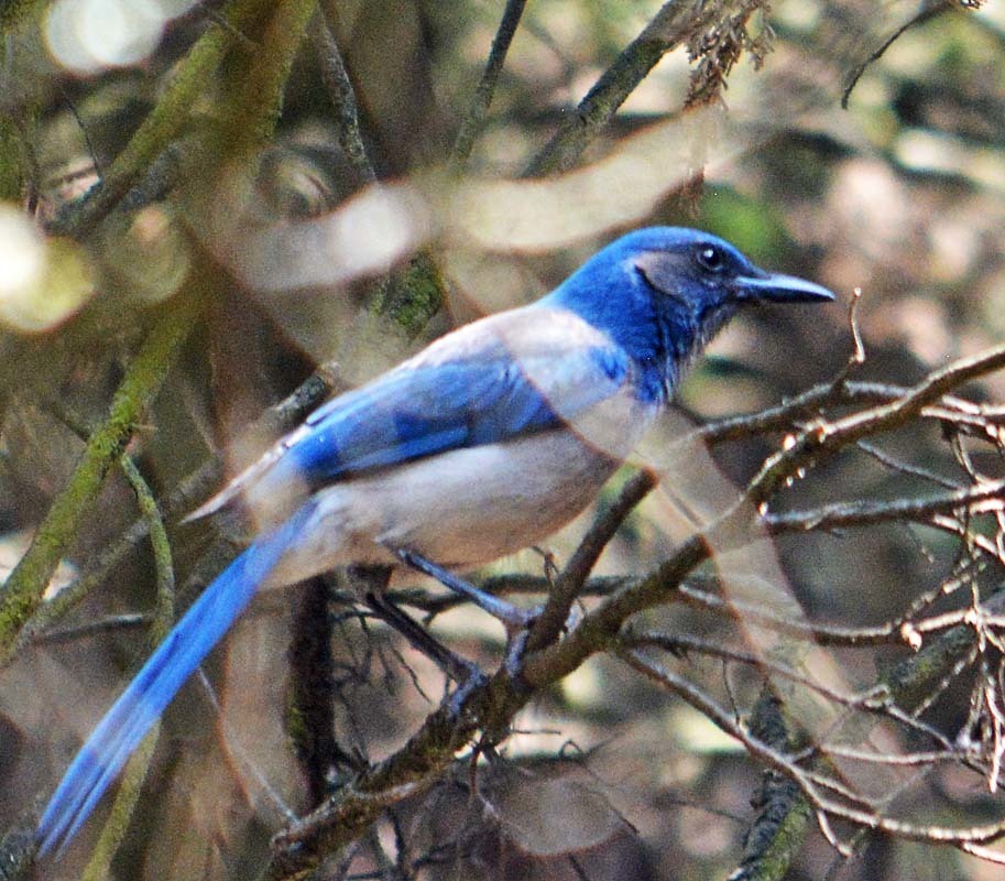 Woodhouse's Scrub Jay