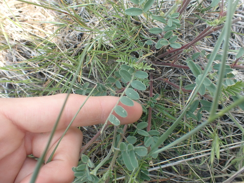 Image of Astragalus collinus by no rights reserved