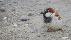 Passer domesticus