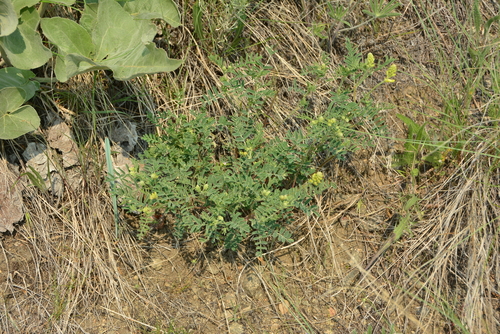 Image of Astragalus collinus by no rights reserved