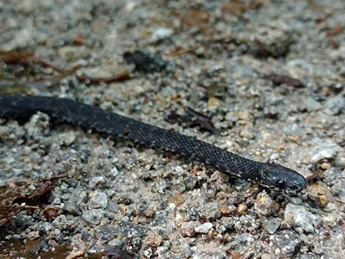 Cope's Coffee Snake