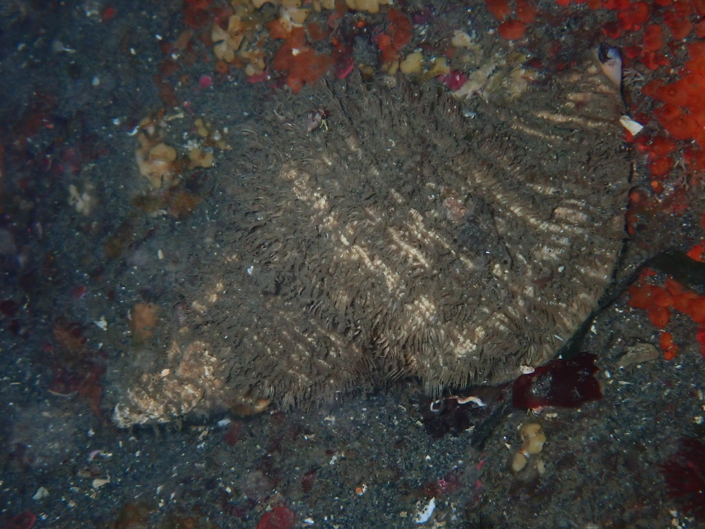 Oregon Hairy Triton Snail from Island County, WA, USA on September 6 ...