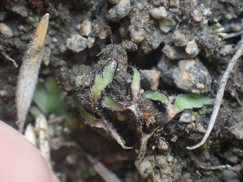 Image of Mannia fragrans by no rights reserved