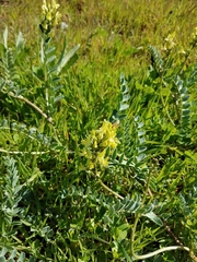 Astragalus lentiginosus nigricalycis
