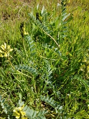 Astragalus lentiginosus nigricalycis