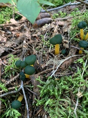 Leotia lubrica image