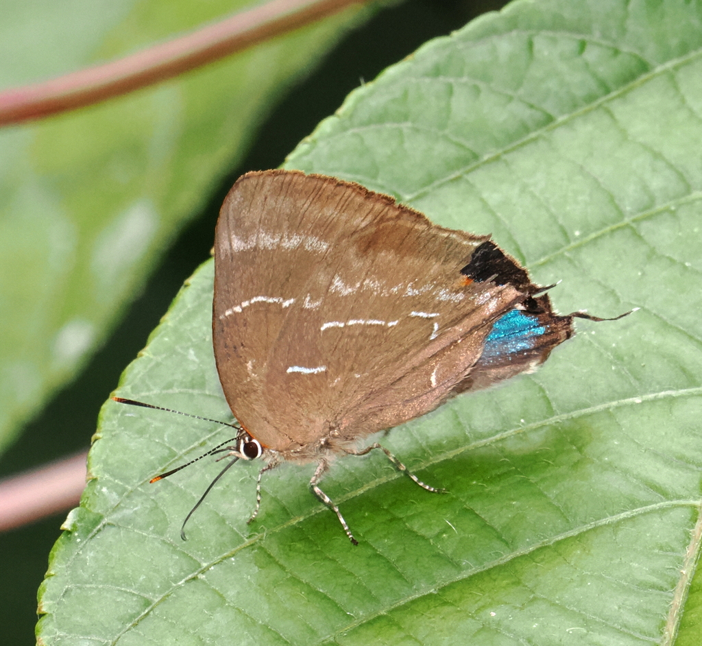 Parrhasius selika