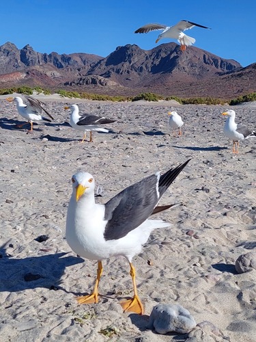 Yellow-footed Gull｜黄脚鸥 参考照片