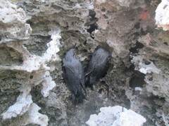 Onychoprion anaethetus